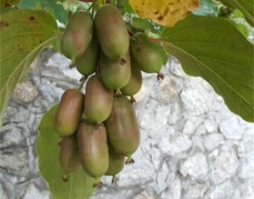 池州软枣猕猴桃