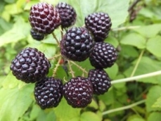 锦州黑树莓