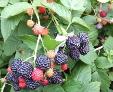 池州黑树莓